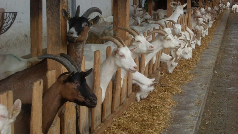 La Ferme du Petit Bellevue